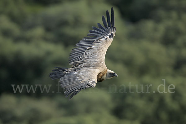 Gänsegeier (Gyps fulvus)