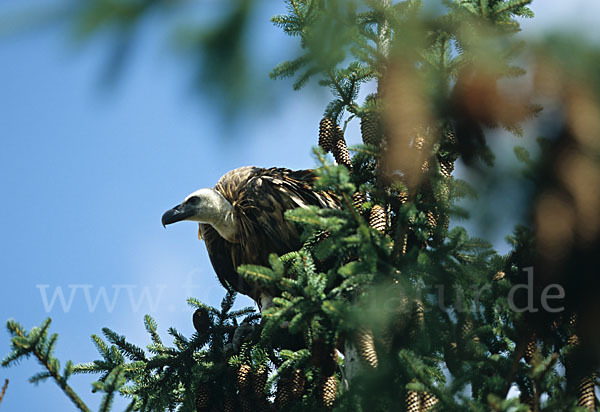 Gänsegeier (Gyps fulvus)