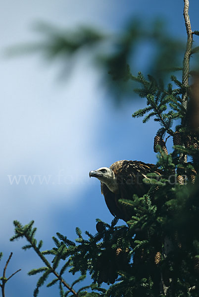 Gänsegeier (Gyps fulvus)