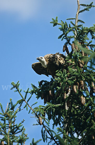 Gänsegeier (Gyps fulvus)