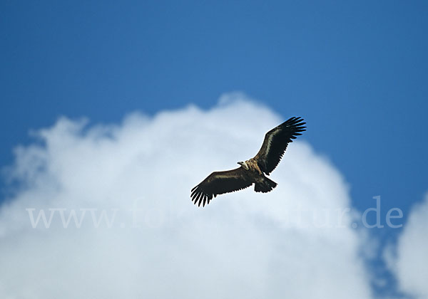 Gänsegeier (Gyps fulvus)