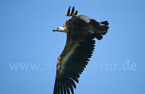 Gänsegeier (Gyps fulvus)