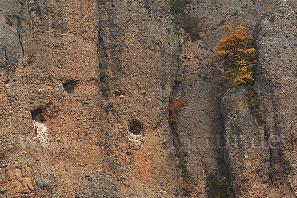 Gänsegeier (Gyps fulvus)