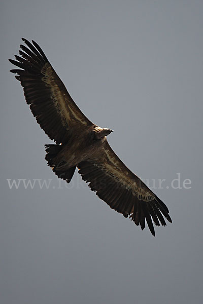 Gänsegeier (Gyps fulvus)