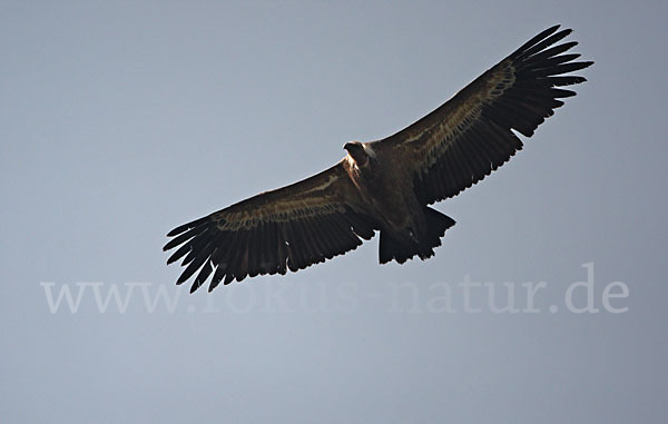 Gänsegeier (Gyps fulvus)