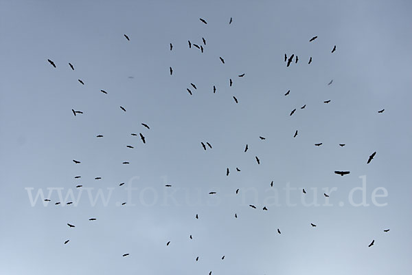 Gänsegeier (Gyps fulvus)