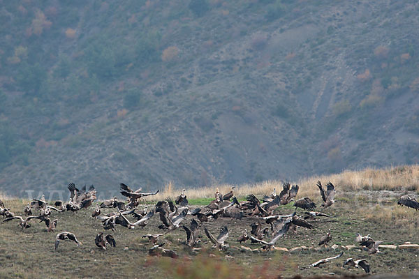 Gänsegeier (Gyps fulvus)