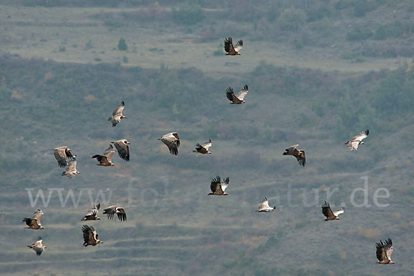 Gänsegeier (Gyps fulvus)