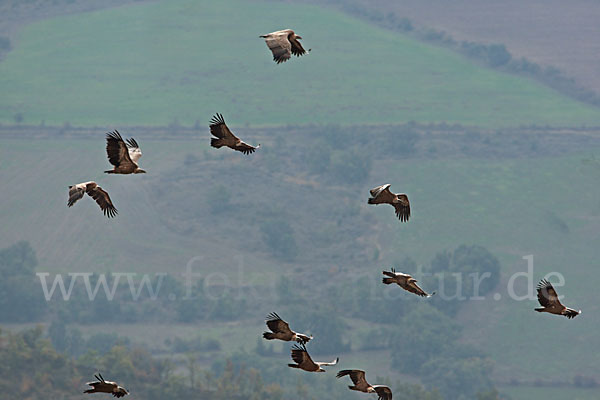 Gänsegeier (Gyps fulvus)