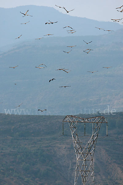 Gänsegeier (Gyps fulvus)