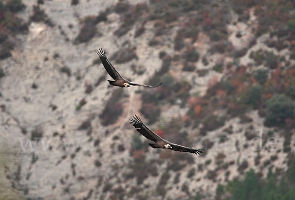 Gänsegeier (Gyps fulvus)