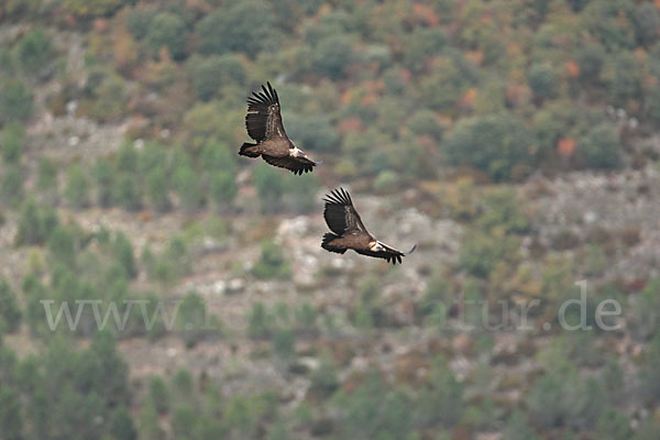 Gänsegeier (Gyps fulvus)