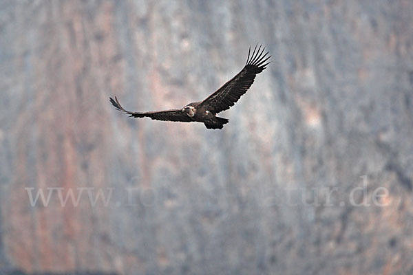 Gänsegeier (Gyps fulvus)