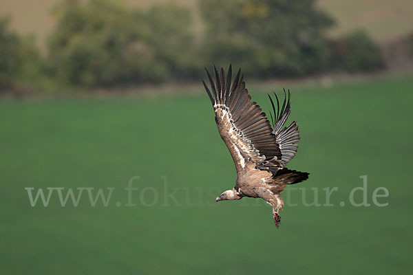 Gänsegeier (Gyps fulvus)