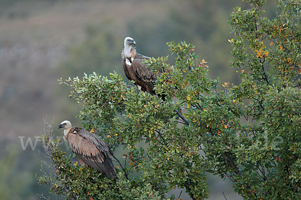 Gänsegeier (Gyps fulvus)