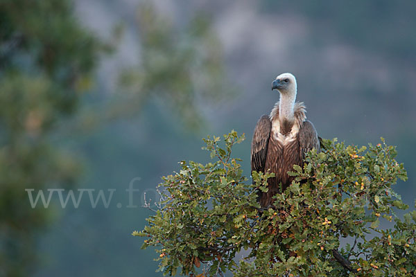 Gänsegeier (Gyps fulvus)