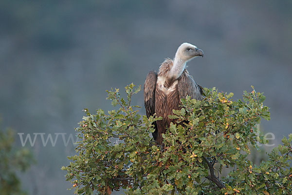 Gänsegeier (Gyps fulvus)