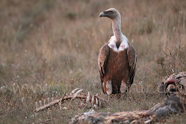 Gänsegeier (Gyps fulvus)