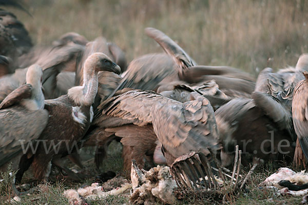 Gänsegeier (Gyps fulvus)