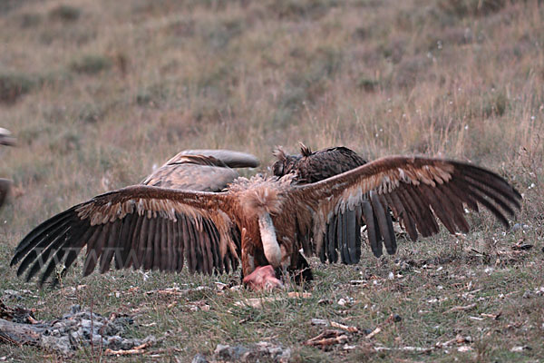 Gänsegeier (Gyps fulvus)