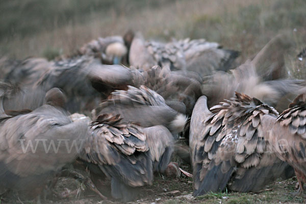 Gänsegeier (Gyps fulvus)