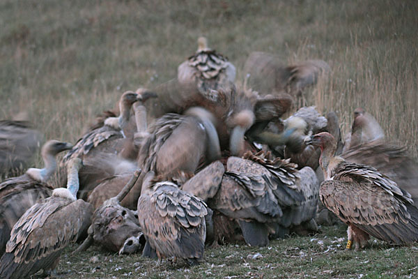 Gänsegeier (Gyps fulvus)