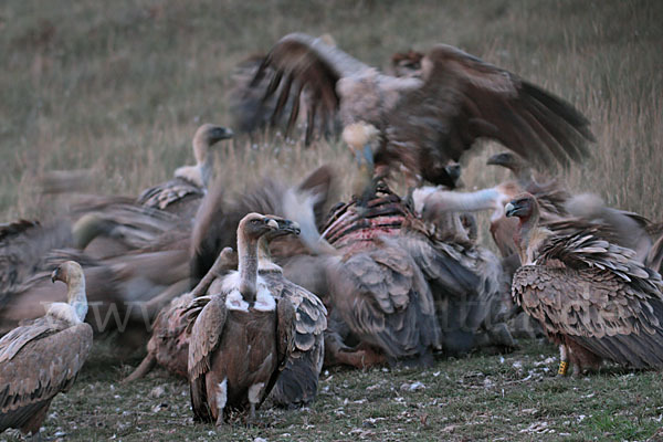 Gänsegeier (Gyps fulvus)