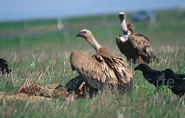 Gänsegeier (Gyps fulvus)