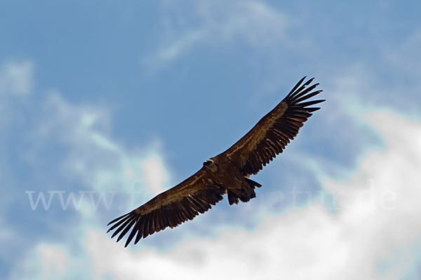 Gänsegeier (Gyps fulvus)