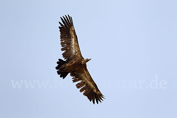 Gänsegeier (Gyps fulvus)