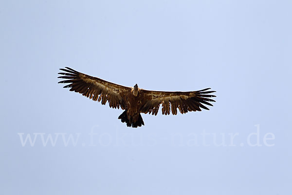 Gänsegeier (Gyps fulvus)