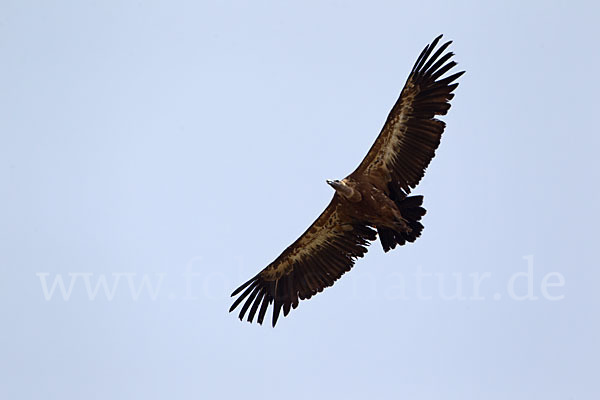 Gänsegeier (Gyps fulvus)