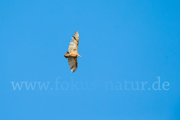 Gänsegeier (Gyps fulvus)