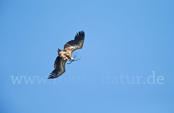 Gänsegeier (Gyps fulvus)