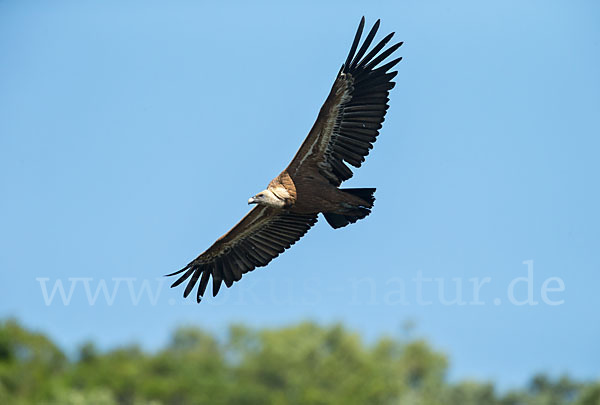 Gänsegeier (Gyps fulvus)