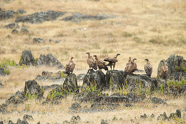 Gänsegeier (Gyps fulvus)