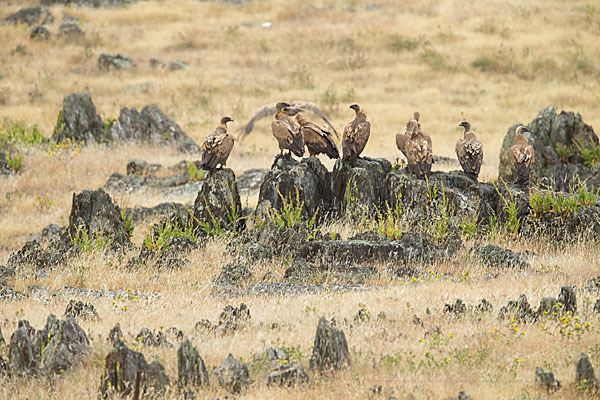 Gänsegeier (Gyps fulvus)