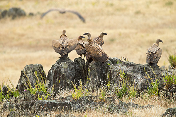 Gänsegeier (Gyps fulvus)