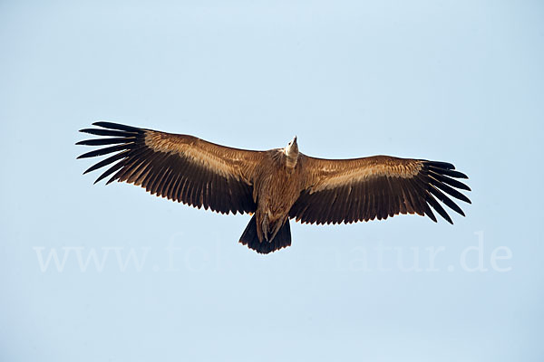 Gänsegeier (Gyps fulvus)