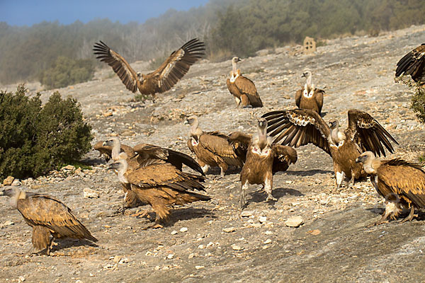 Gänsegeier (Gyps fulvus)