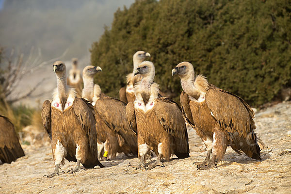 Gänsegeier (Gyps fulvus)