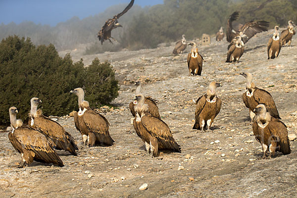 Gänsegeier (Gyps fulvus)