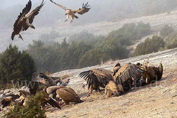 Gänsegeier (Gyps fulvus)