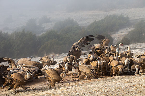 Gänsegeier (Gyps fulvus)