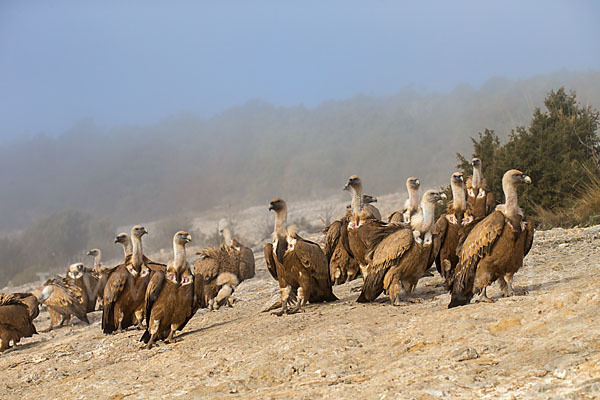 Gänsegeier (Gyps fulvus)