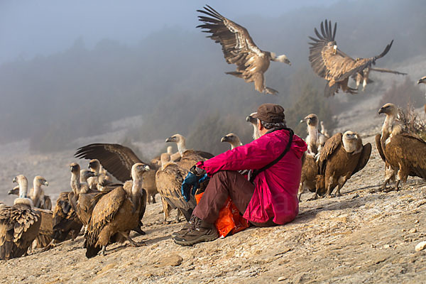 Gänsegeier (Gyps fulvus)