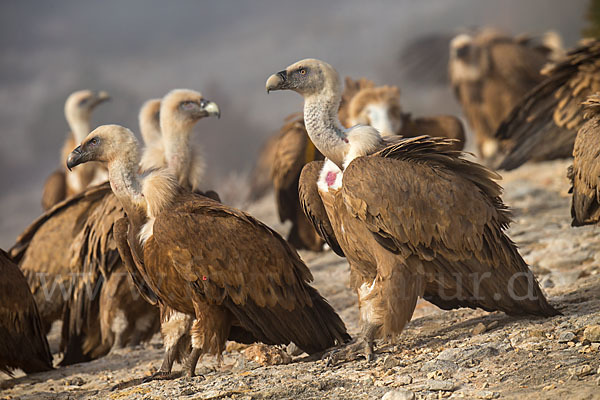 Gänsegeier (Gyps fulvus)