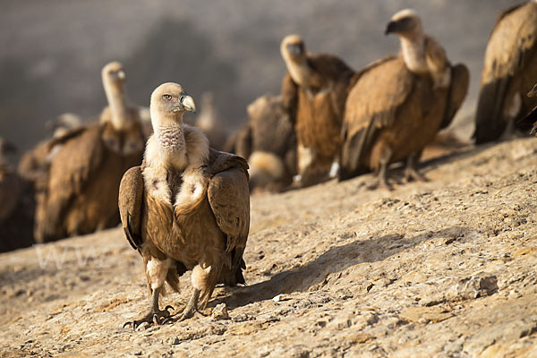 Gänsegeier (Gyps fulvus)