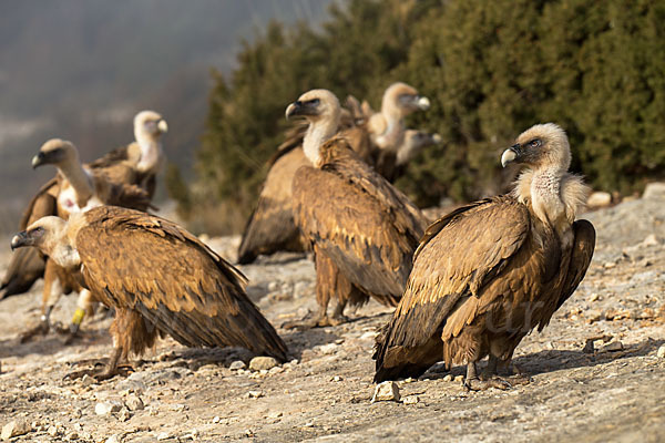 Gänsegeier (Gyps fulvus)