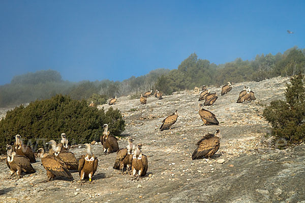 Gänsegeier (Gyps fulvus)